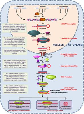 Quantum Dot Based Nano-Biosensors for Detection of Circulating Cell Free miRNAs in Lung Carcinogenesis: From Biology to Clinical Translation